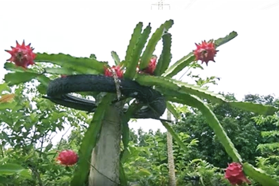 a woman farmer planted a dragon fruit crop  For the first time in Krishna district