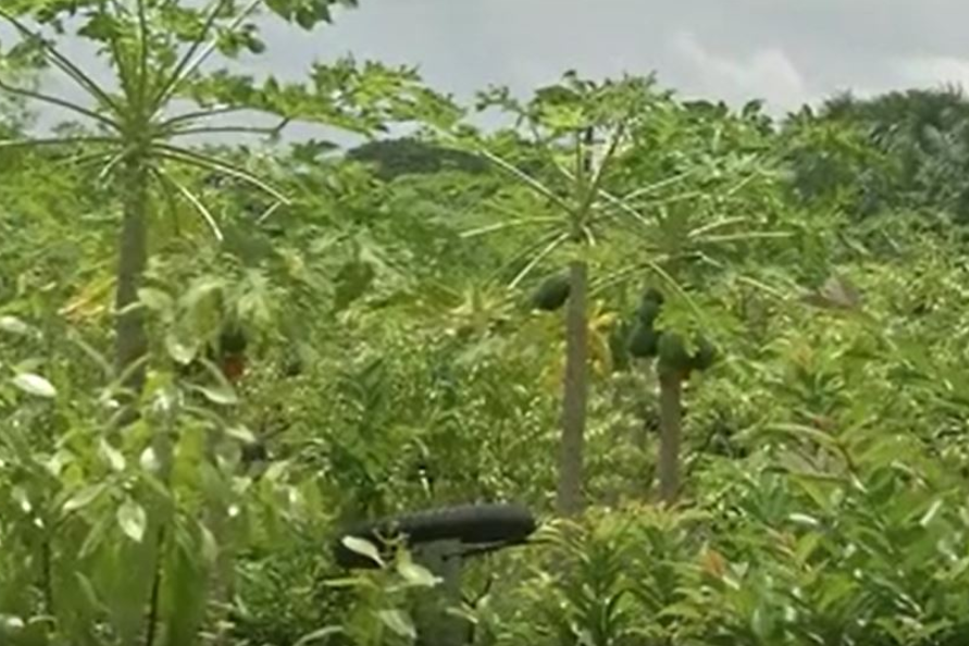 a woman farmer planted a dragon fruit crop  For the first time in Krishna district