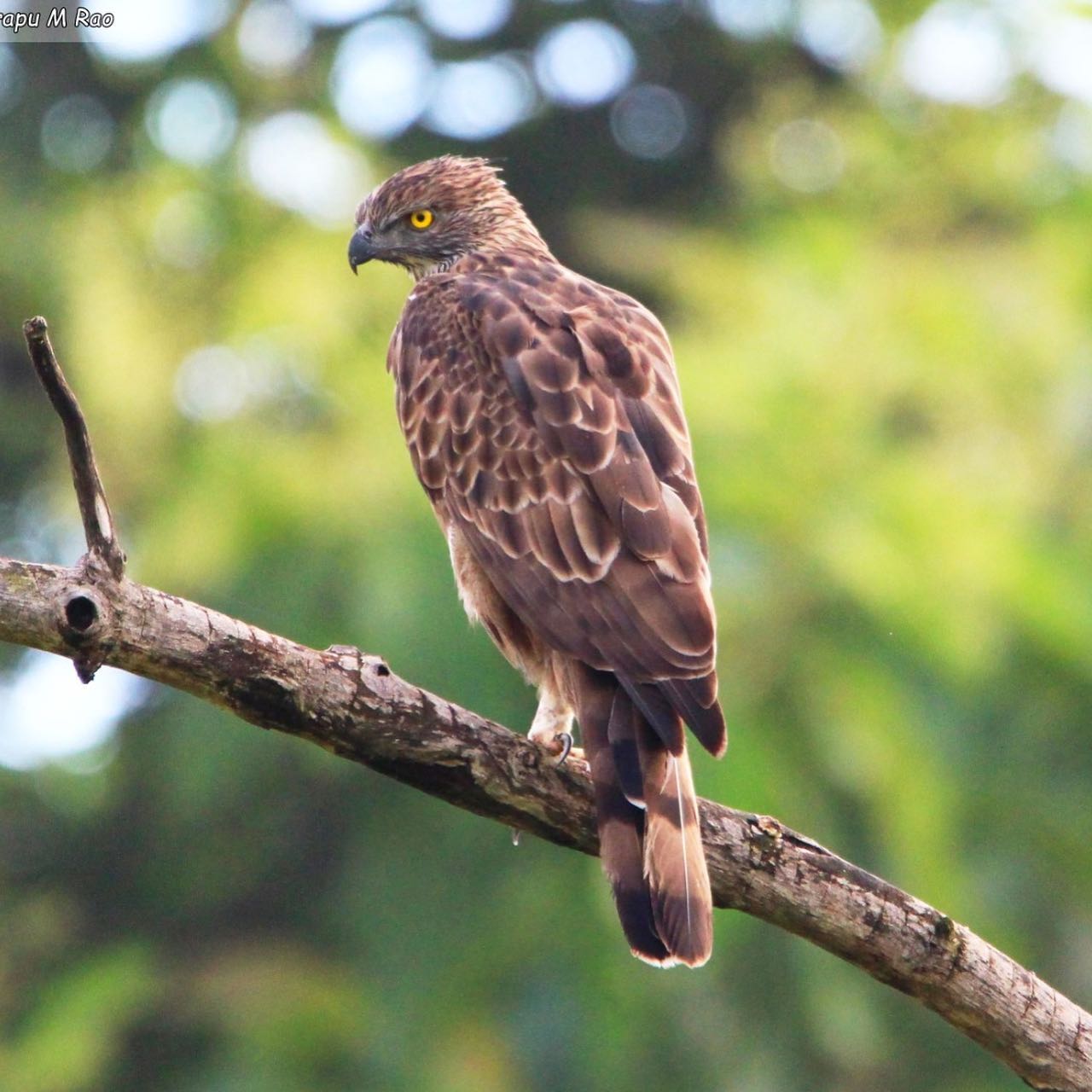 telangana forest officials got two Wildlife Photography Awards