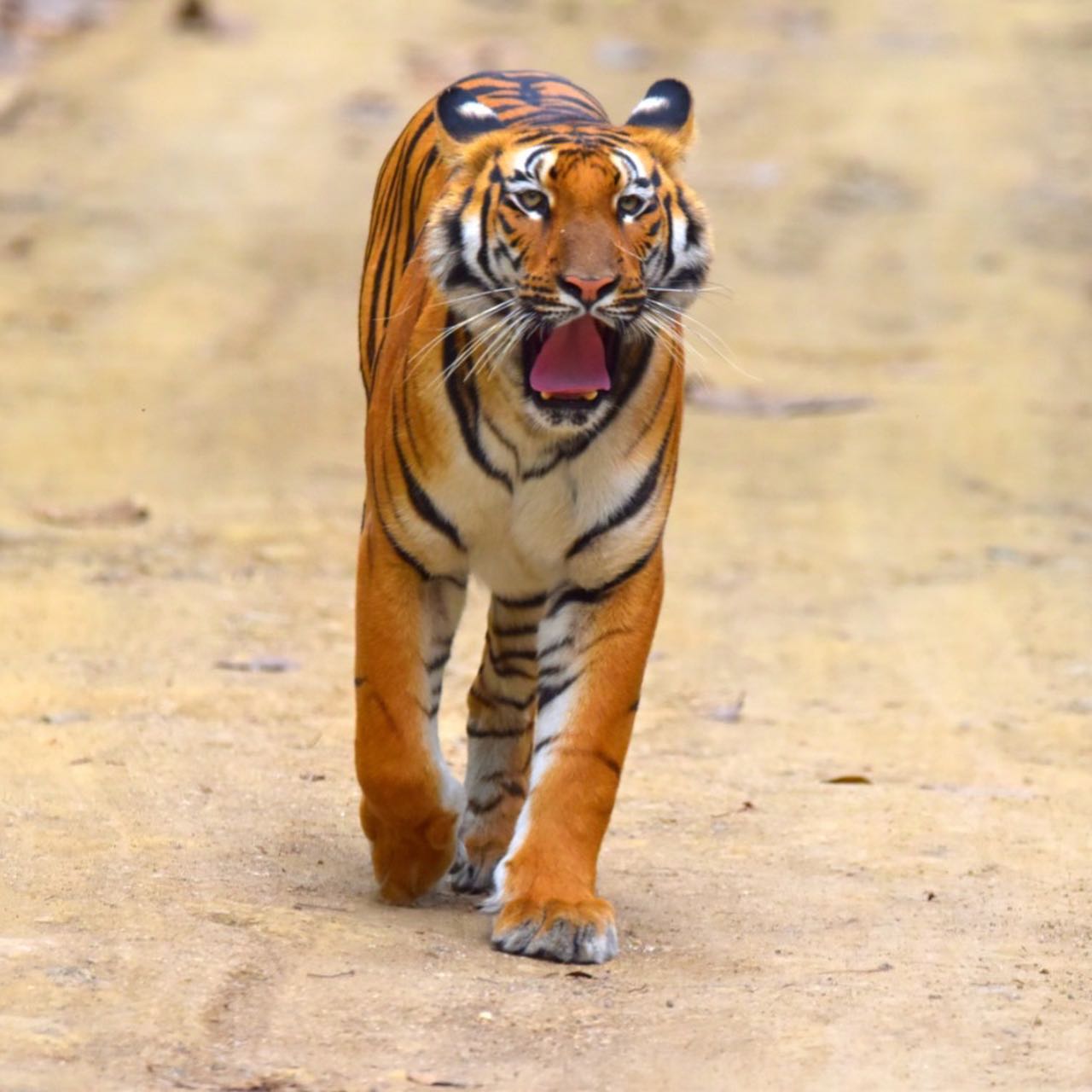 telangana forest officials got two Wildlife Photography Awards