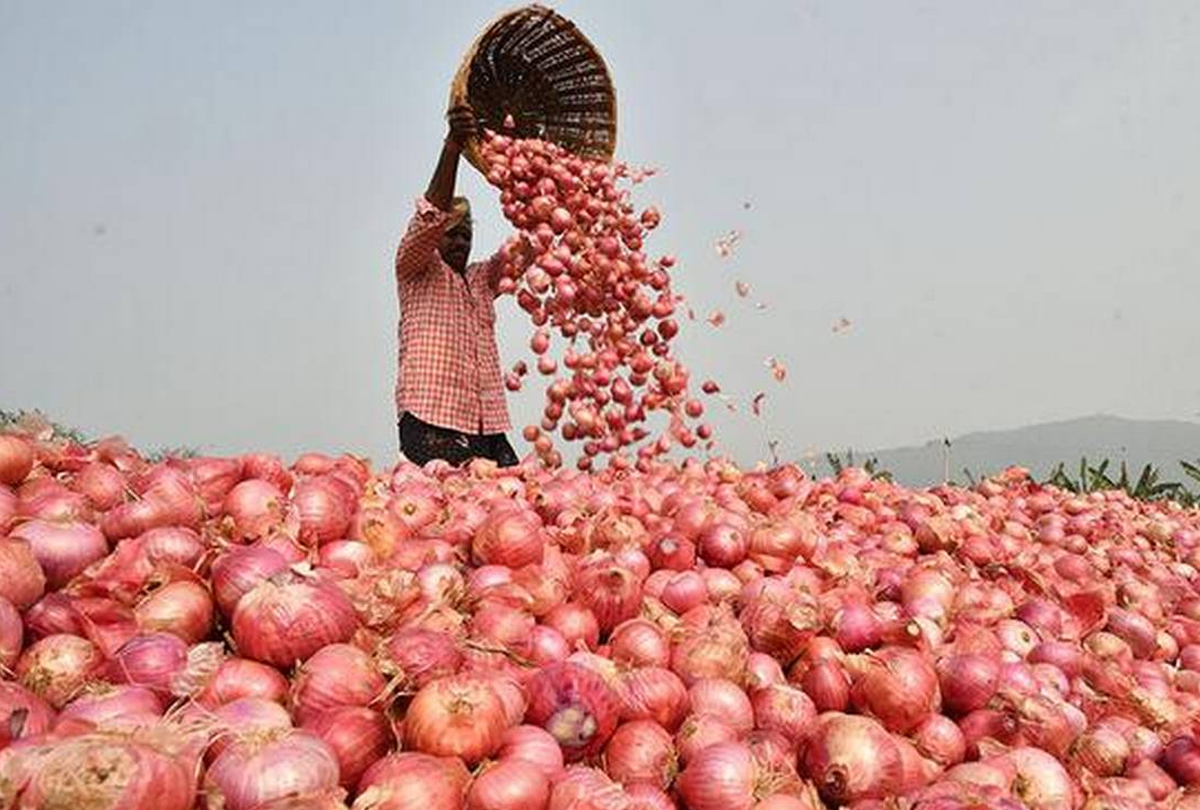 onion price in rajasthan,  onion cultivation in sikar