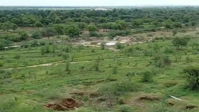 barren land transformed to Grassland , grassland in bhilwara, aasind news, bhilwara news, मनरेगा न्यूज, भीलवाड़ा न्यूज, चारागाह, भीलवाड़ा में चारागाह, रोल मॉडल चारागाह