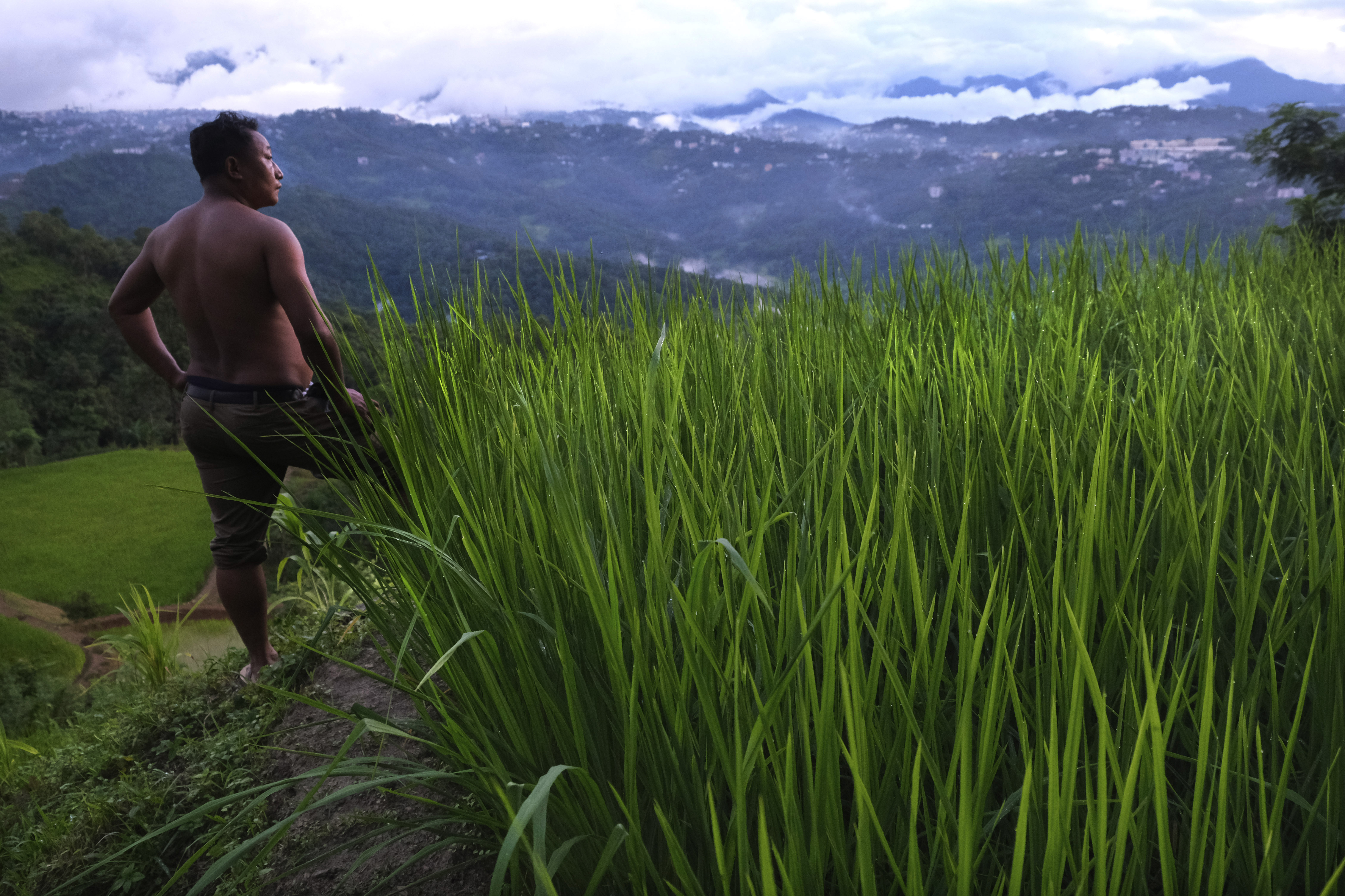 An Angami Naga man stands by a field growing 