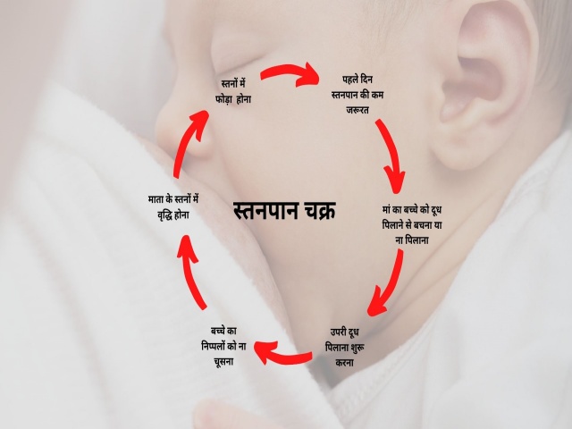 breastfeed cycle