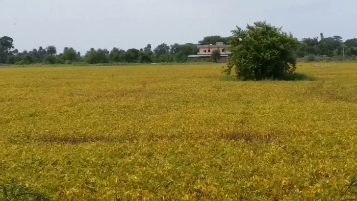 Yellow Soybean Crop