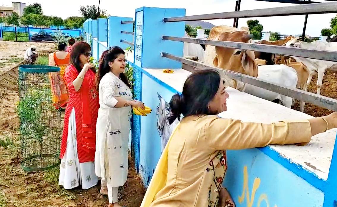 झुंझुनू में नंदीशाला  गोपाल गौशाला झुंझुनू  गायों की सेवा  गोकाष्ठ बनाने की मशीन  jhunjhunu news  rajasthan news  etv bharat news  cow making machine  serving cows  gopal gaushala Jhunjhunu  nandisala in jhunjhunu