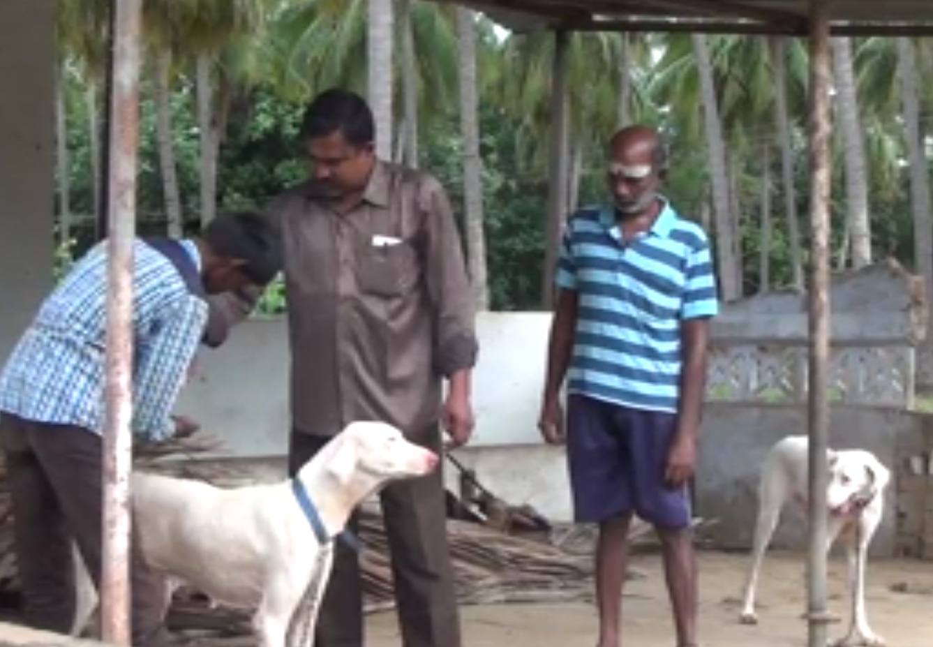 People in Tamil Nadu have taken dog rearing as a profitable venture