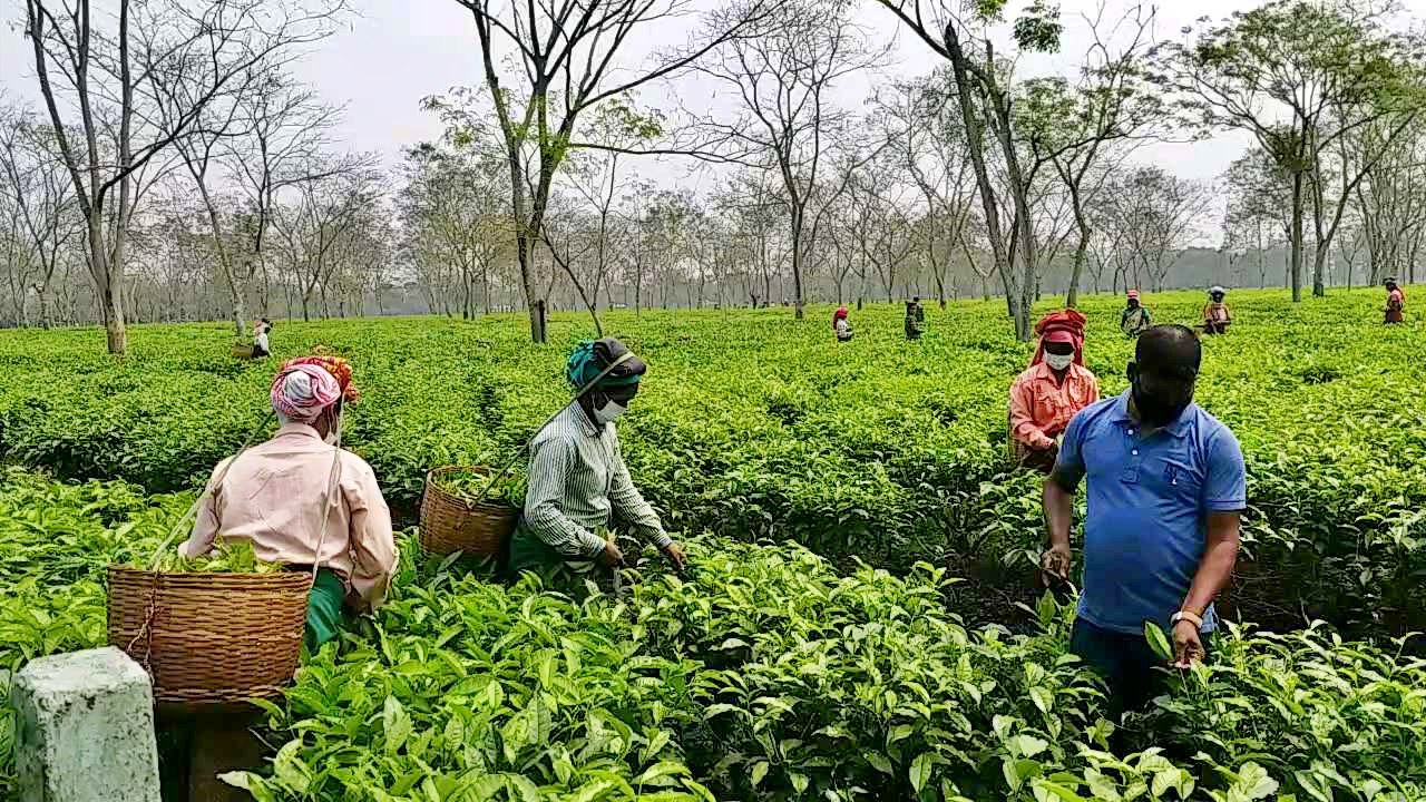 Tea garden worker protest tezpur assam etv bharat news