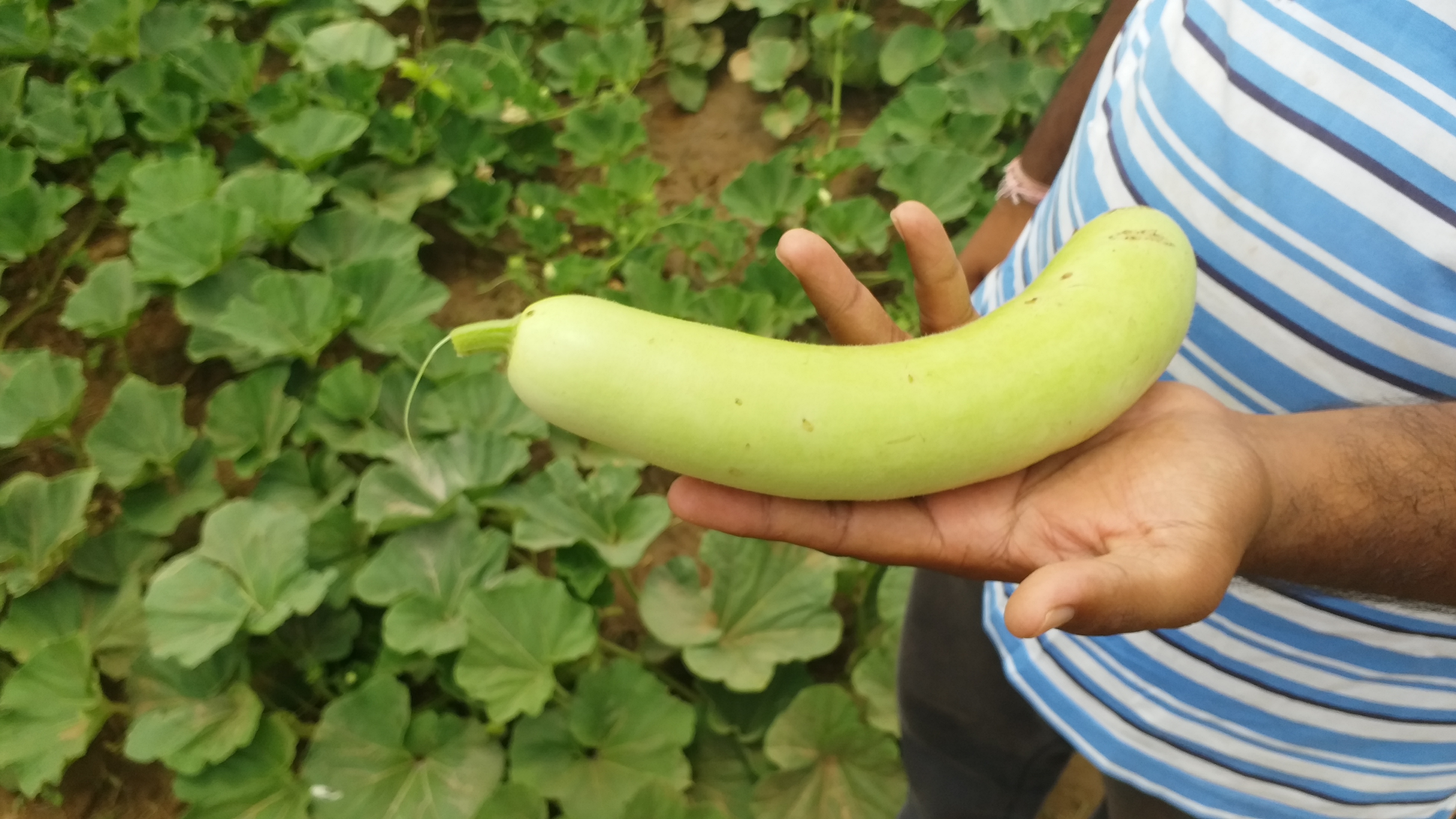 Vegetables being grown by organic farming