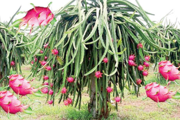 dragon fruit helps to improve immunity power