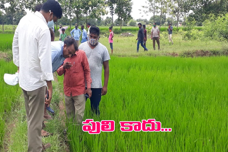 అవి పులిముద్రలు కావు..అడవి పిల్లి కావచ్చు: అటవీ అధికారులు