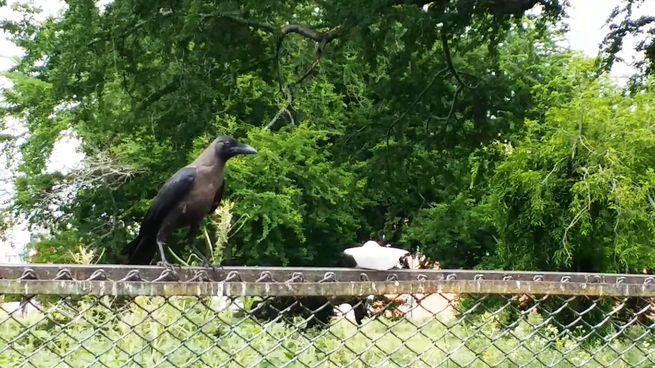 श्राद्ध पक्ष में कौवों का महत्व,  Importance of Crows in Shraddha Paksha,  Crows are fading from Jaipur