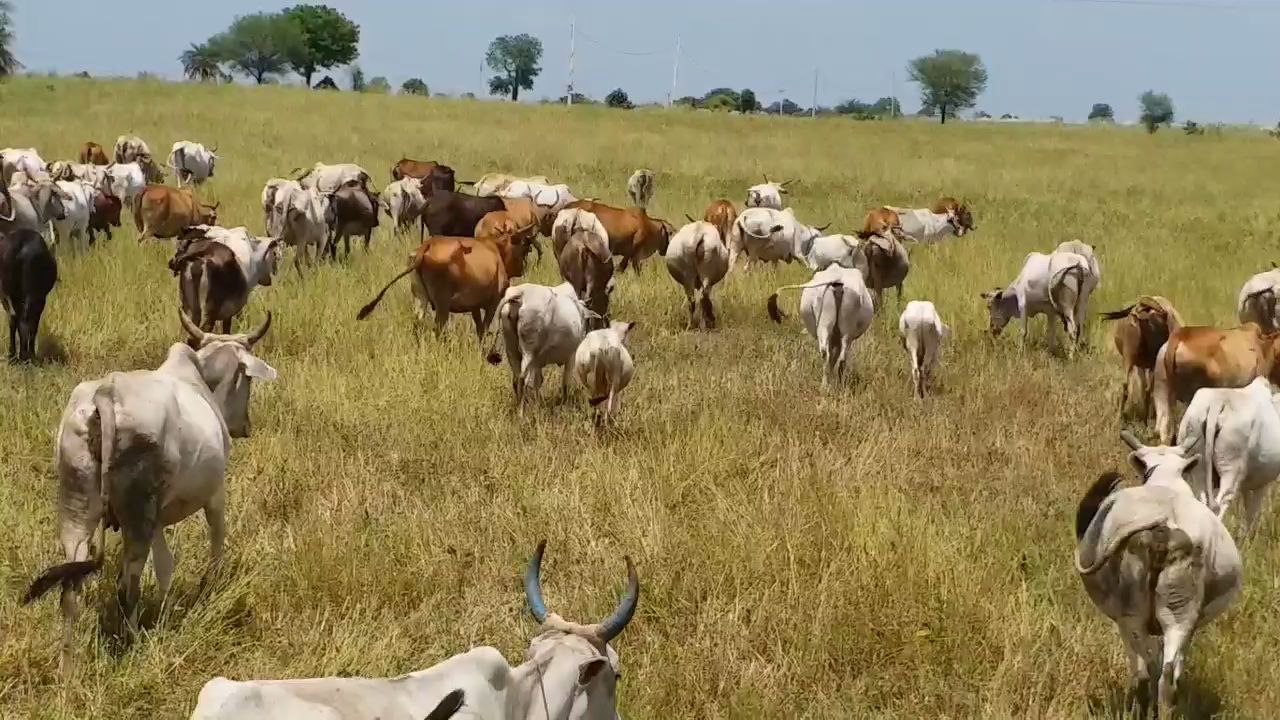 Cattle left in the field