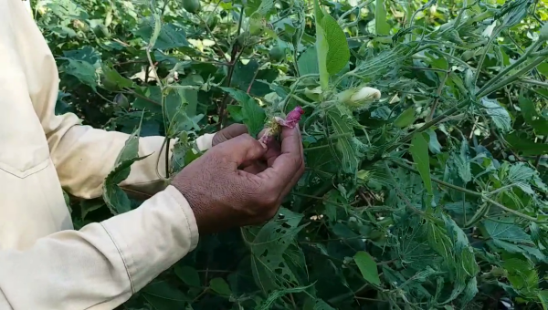 भरतपुर में कपास की खेती, Cotton farming in Bharatpur