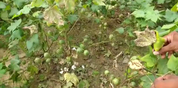 भरतपुर में कपास की खेती, Cotton farming in Bharatpur