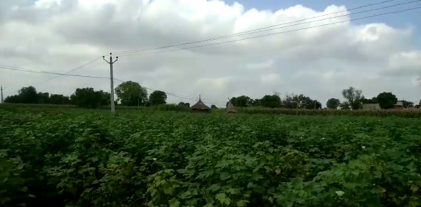 भरतपुर में कपास की खेती, Cotton farming in Bharatpur