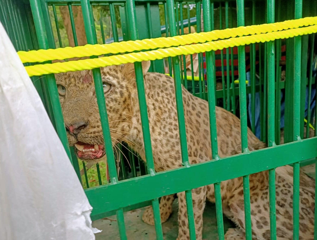 leopard rishikesh.