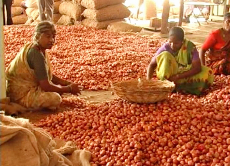 राजस्थान में प्याज की खेती,  Onion cultivation in Rajasthan,  Onion cultivation in alwar