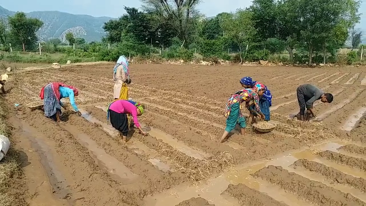 राजस्थान में प्याज की खेती,  Onion cultivation in Rajasthan,  Onion cultivation in alwar