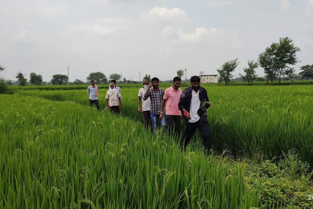 paddy crop destroy