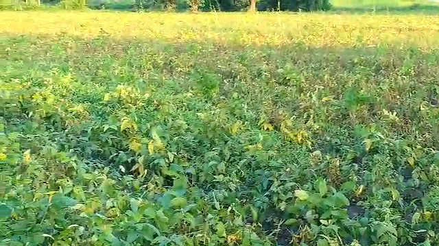 Caterpillar attack in Soybean crop, Soybean crop, Yellow mosaic disease, Caterpillar outbreak, Caterpillar attack in jhalawar, कैटरपिलर का प्रकोप