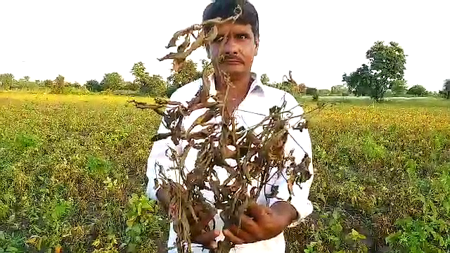 Caterpillar attack in Soybean crop, Soybean crop, Yellow mosaic disease, Caterpillar outbreak, Caterpillar attack in jhalawar, कैटरपिलर का प्रकोप