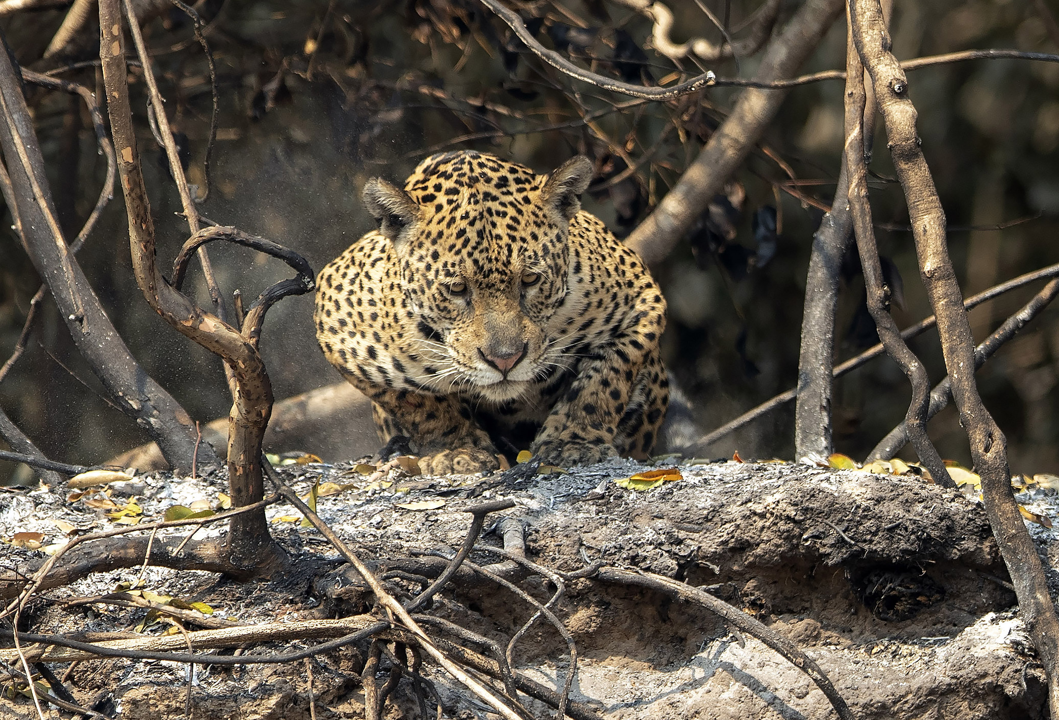 Brazil's horrific blazes kill 200 Jaguars and reptiles