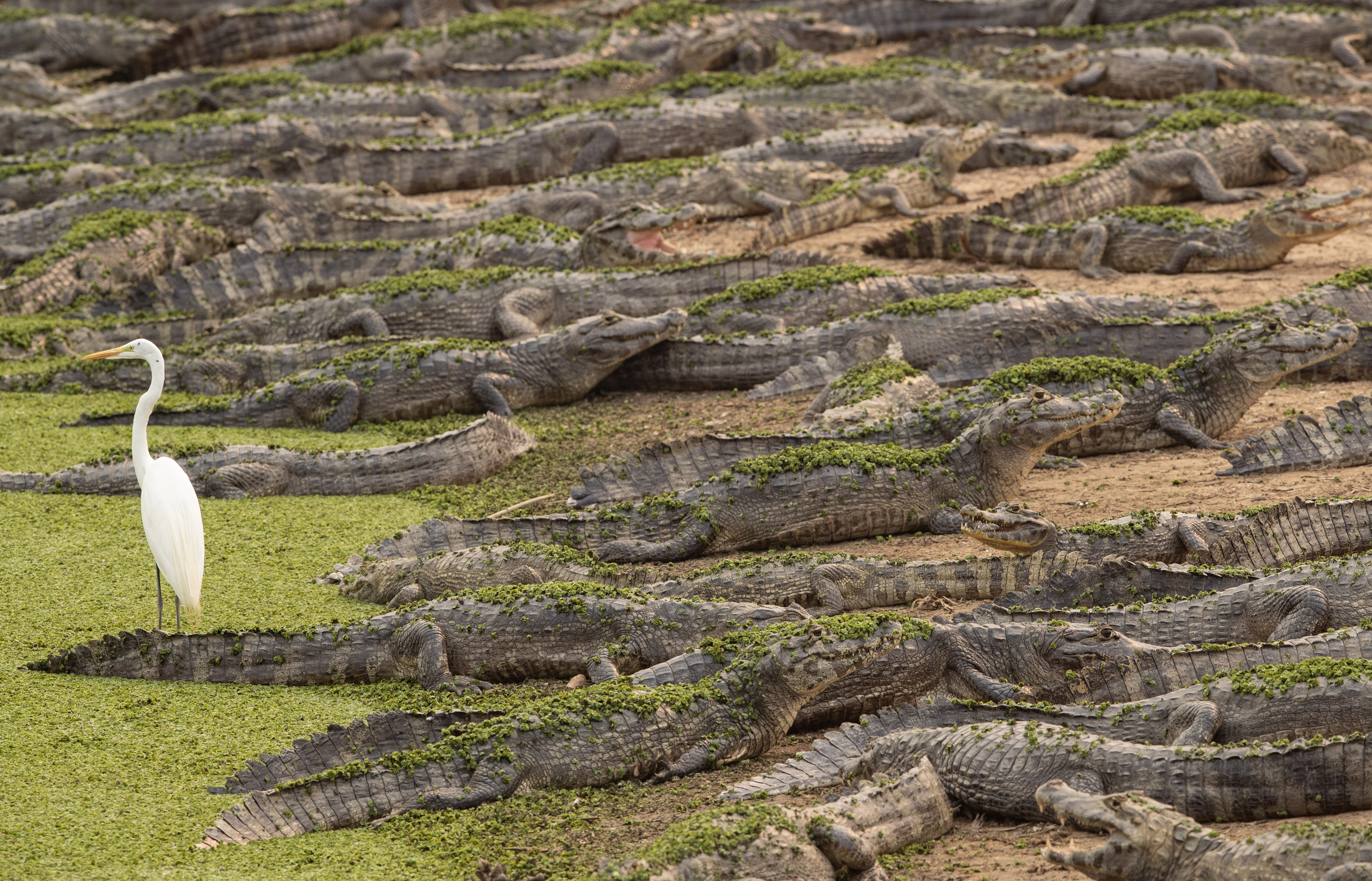 Brazil's horrific blazes kill 200 Jaguars and reptiles