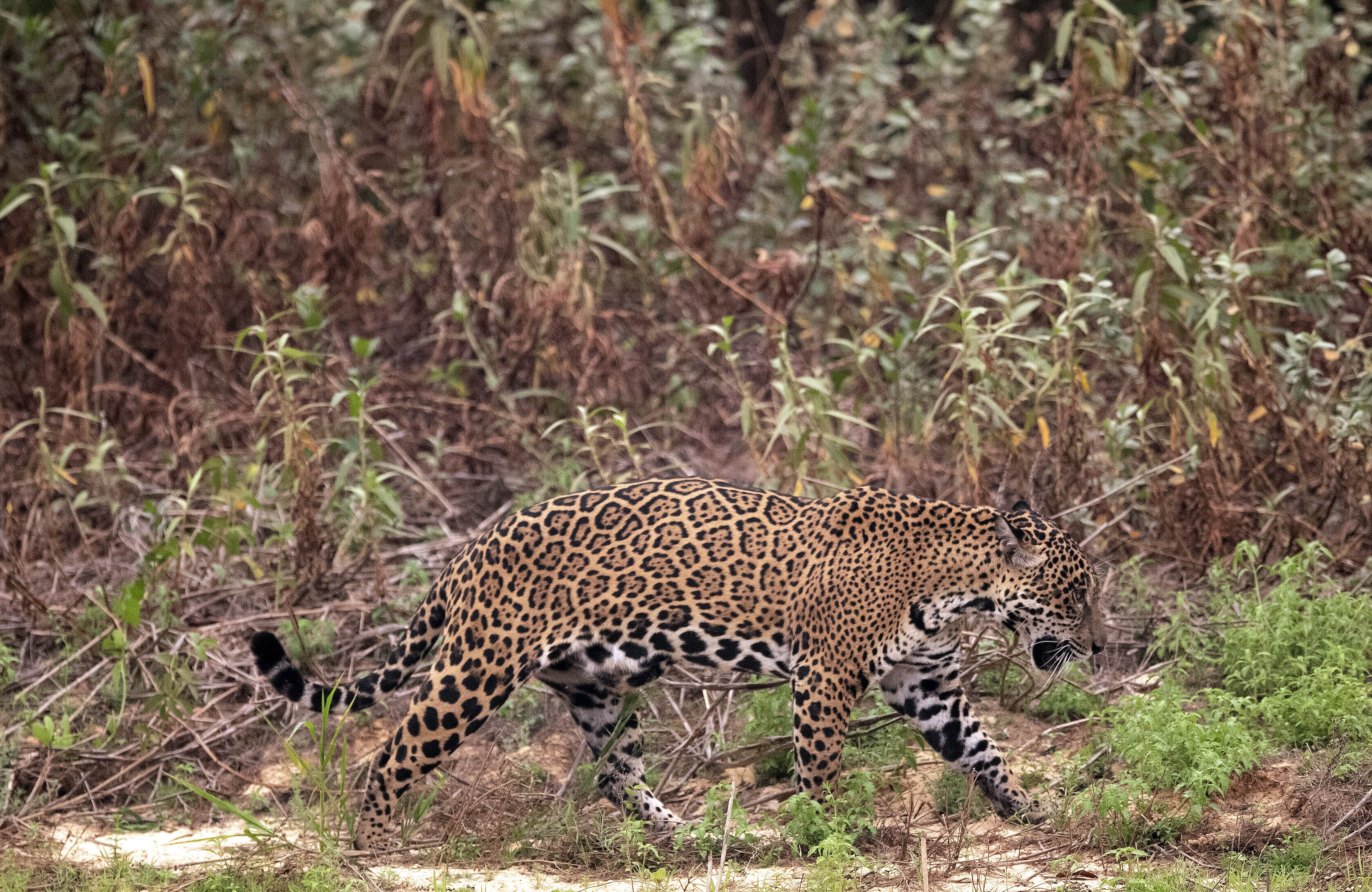 Brazil's horrific blazes kill 200 Jaguars and reptiles