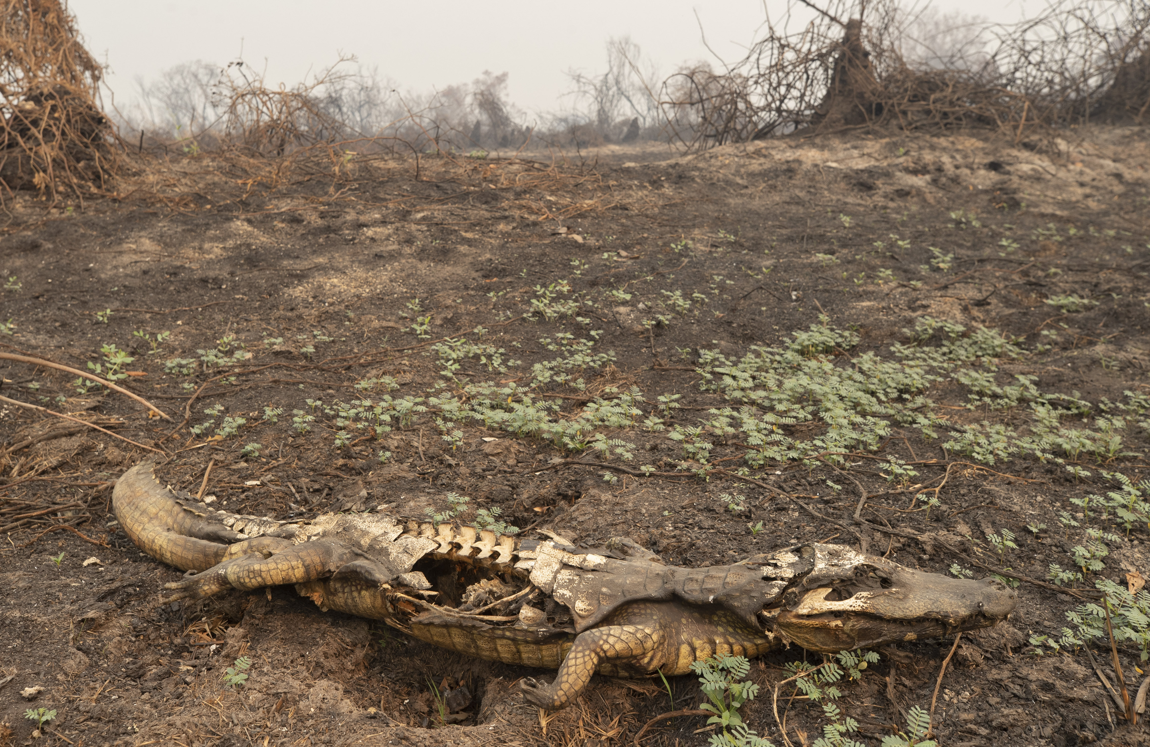 Brazil's horrific blazes kill 200 Jaguars and reptiles