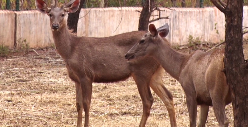 Man made forest jungle safari in Chattisgarh