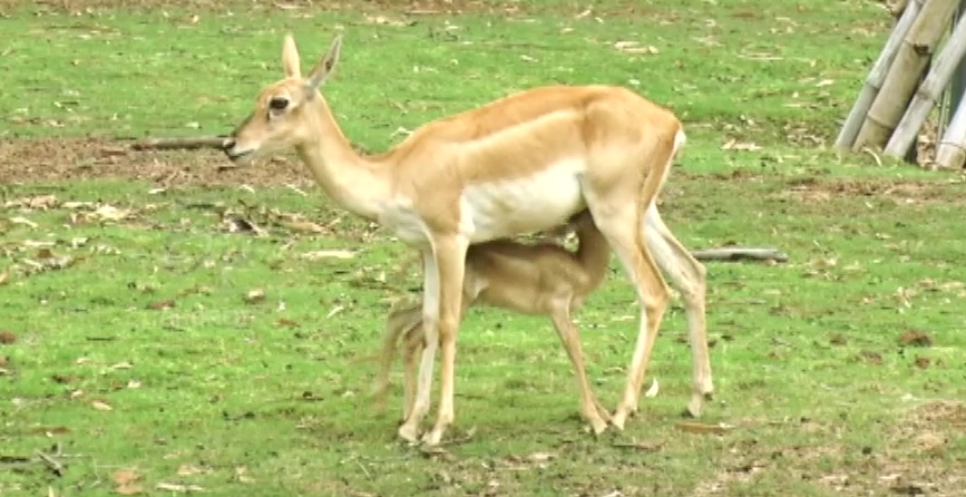 Man made forest jungle safari in Chattisgarh