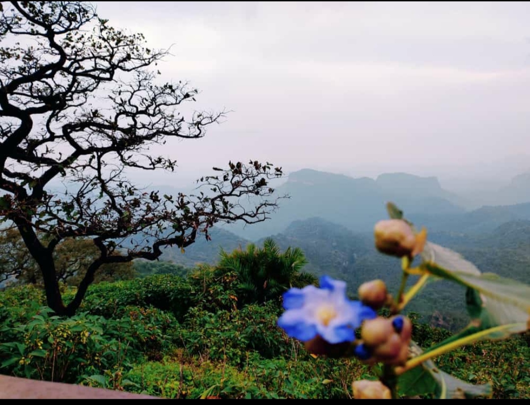 धूपगढ़ की चोटी पर खिला नीलकुरिंजी