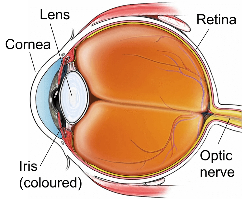 राजस्थान में Cornea transplantion, राजस्थान न्यूज