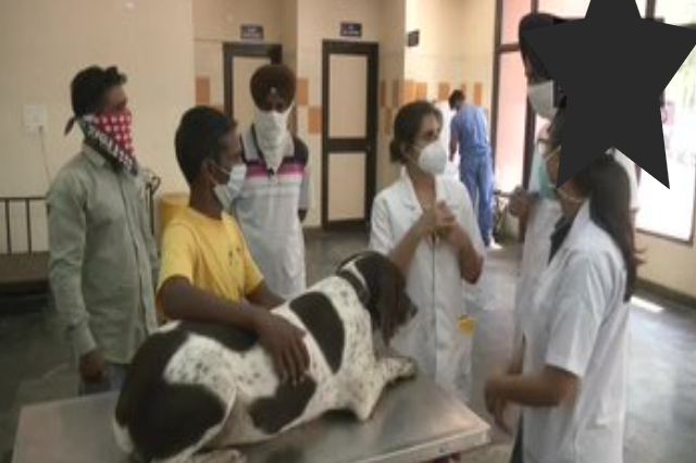 ludhiana-veterinary-university-comes-up-with-blood-bank-for-dogs