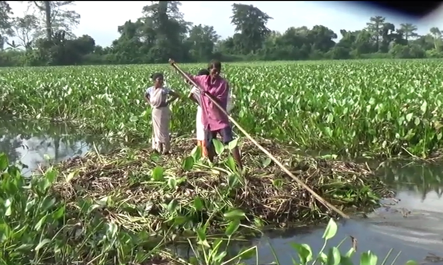 Dhing water Hyacinth products