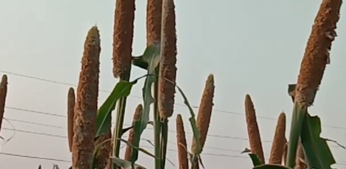 Crop being destroyed due to insects