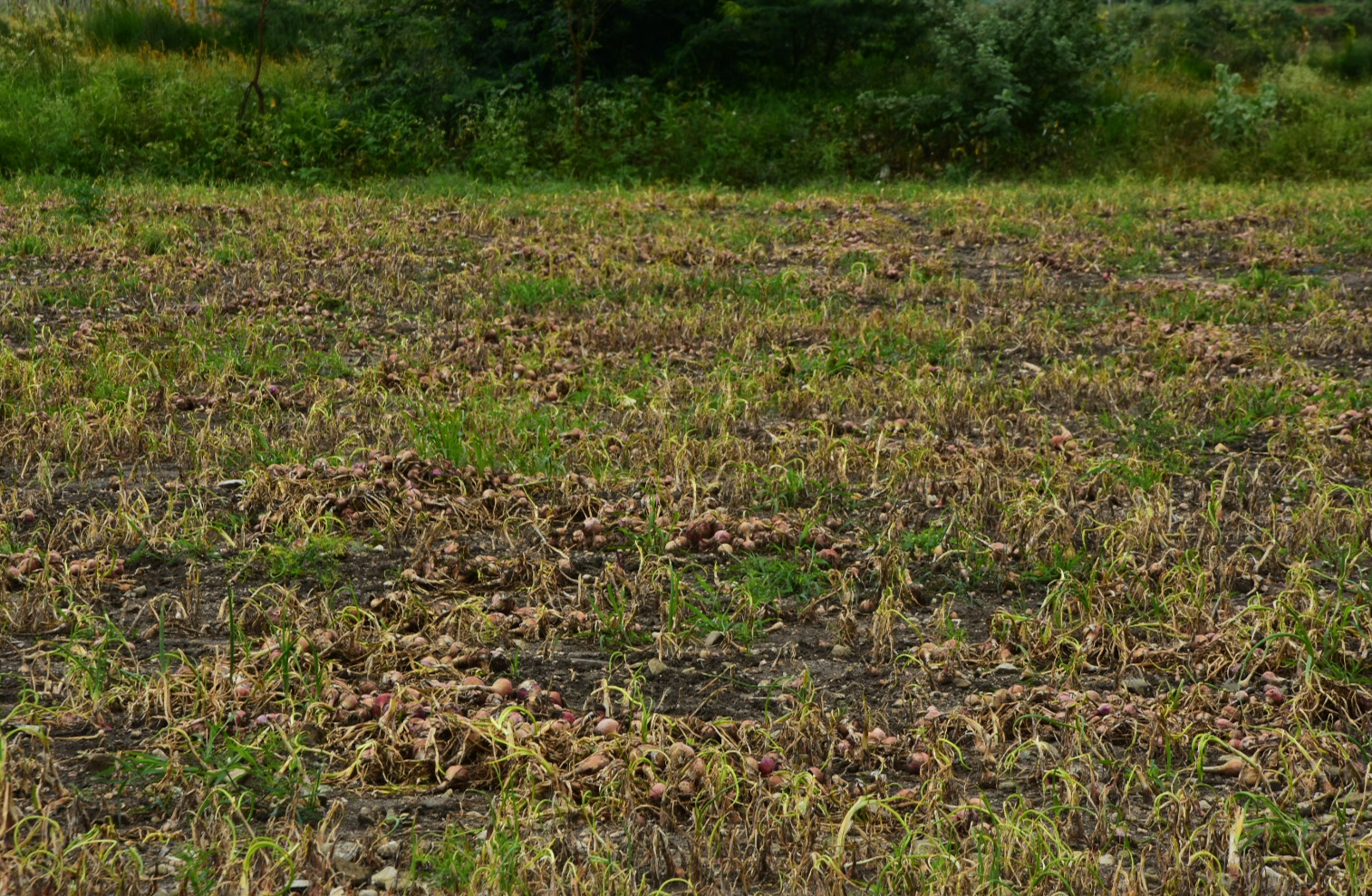 ಕೊಳೆ ರೋಗಕ್ಕೆ ತುತ್ತಾಗಿ ಹಾಳಾಗಿರುವ ಈರುಳ್ಳಿ