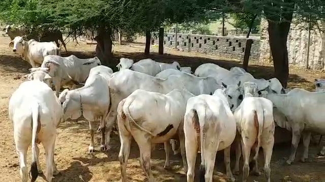 tharparkar cow, breed improvement program in jaisalmer