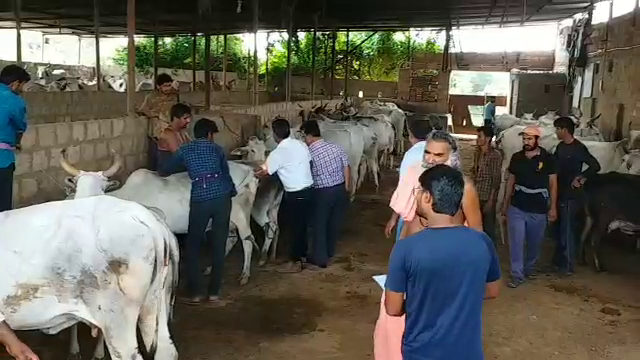 tharparkar cow, breed improvement program in jaisalmer