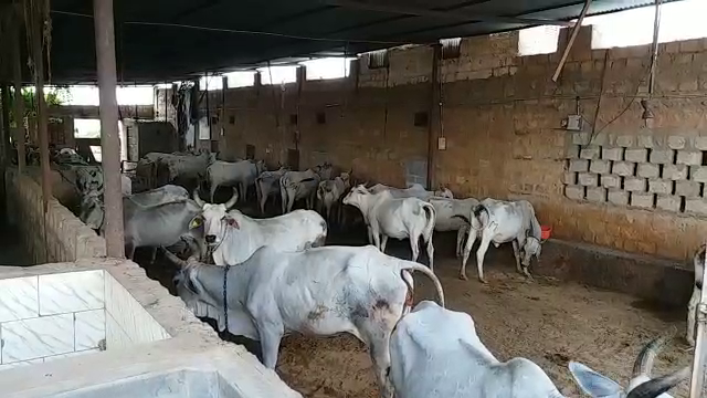 tharparkar cow, breed improvement program in jaisalmer