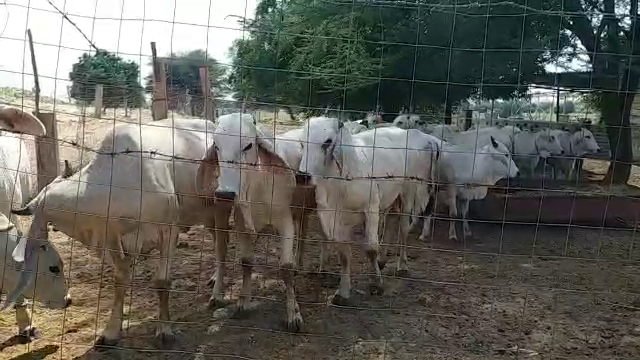 tharparkar cow, breed improvement program in jaisalmer