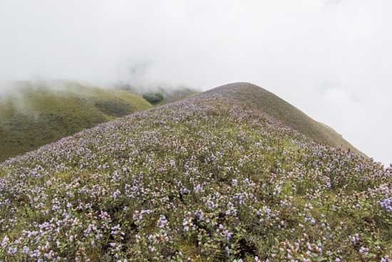 The worlds unique flower which blooms only once in 12 years are back in Pachmarhi of Madhya Pradesh