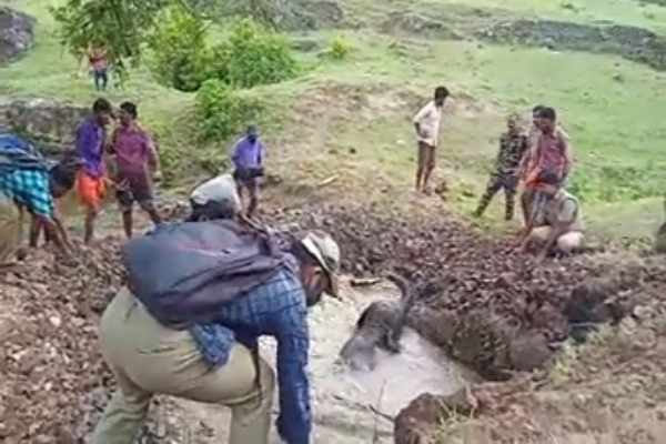 Rescue visuals of an elephant calf trapped in a pond at Attappady, Kerala goes viral