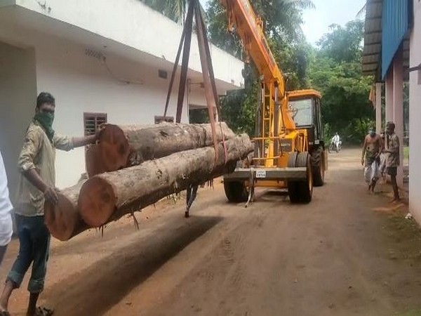 The log for chariot needs to be 41-feet-long, 6 feet circumference and wood should be more than 100-year-old