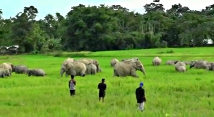 পথাৰত বন্যহস্তীৰ মুক্ত বিচৰণ