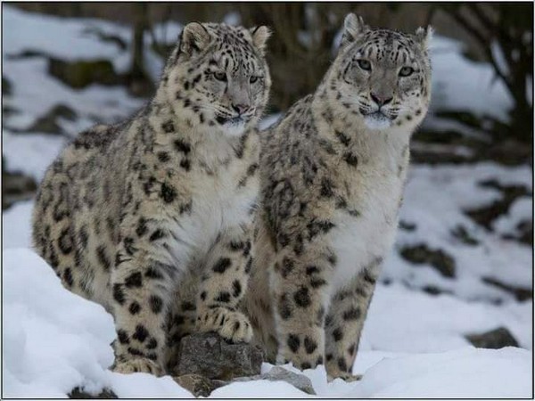 Rare Snow Leopards Spotted In Uttarkashi's Gangotri National Park