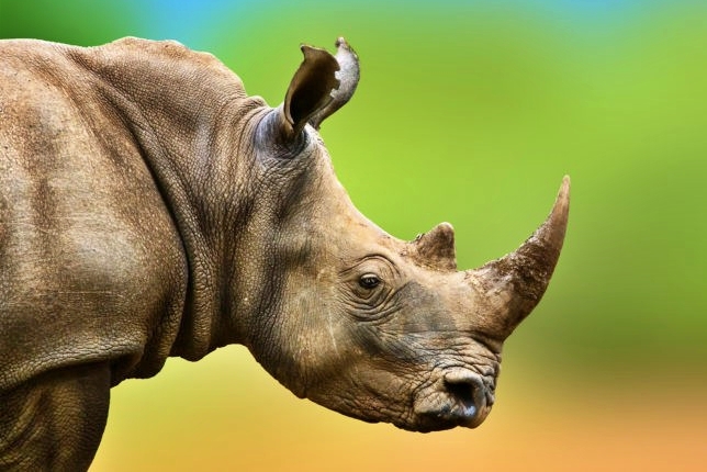 world rhino day