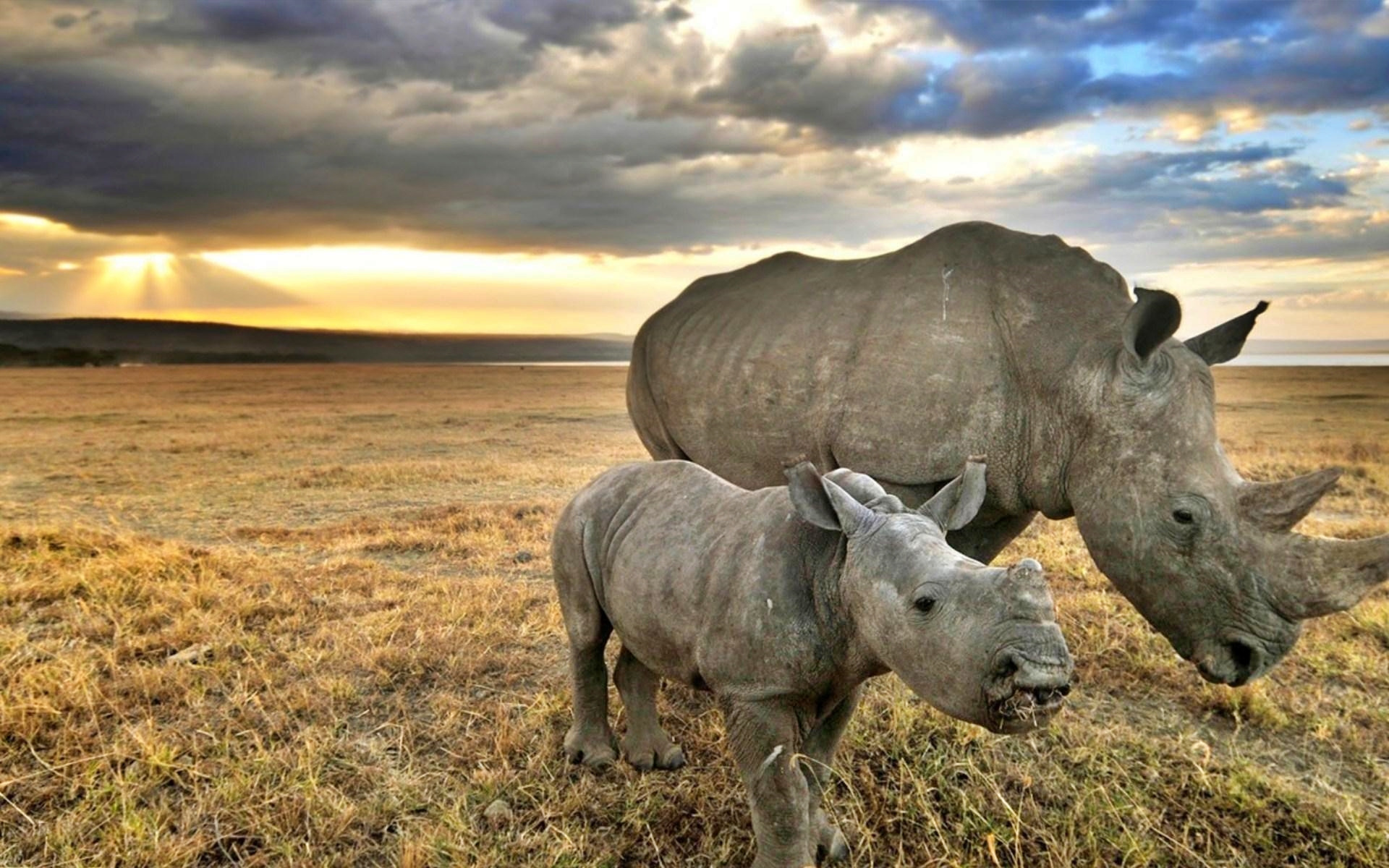 world rhino day