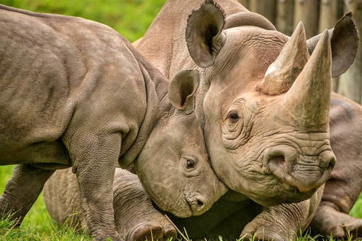 world rhino day